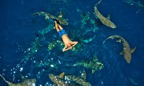 Best Destinations for Swimming With Sharks | Going Places