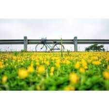 Với thương hiệu xứ sở hoa vàng trên cỏ xanh. Tour Du Lá»‹ch Phu Yen Khá»Ÿi Hanh Tá»« Binh DÆ°Æ¡ng Bien Hoa Grandtour