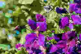 Viola fiore a grappolo, magnolia, magnolia, sognante, magnolia, viola, grappolo, fiore, minimalismo, natura, rosa colore, pianta, petalo, capolino, bellezza in natura, primo piano, fiore, sfondo hd. Fiori Viola Quali Sono Dove Si Trovano E Come Prendersene Cura