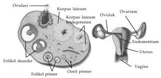 Setelah menjadi sel spermatozoa yang matang, barulah sel spermatozoa mampu. Sistem Reproduksi Pustaka Belajar