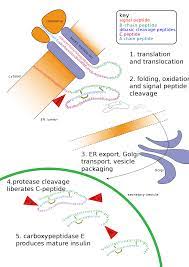 Post translational modifications of proteins. Post Translational Modification Wikipedia