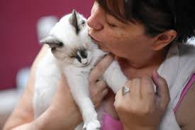 Feline rescue group feeling strain as need for help increases