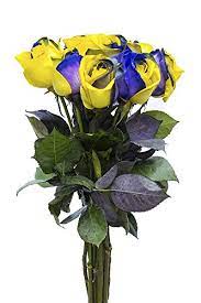 Trouvez des images de stock de orange purple yellow roses bouquets en hd et des millions d'autres photos, illustrations et images vectorielles de stock libres de droits dans la collection shutterstock. Amazon Com 12 Stems Fresh Cut Yellow Purple Roses From Flower Explosion Grocery Gourmet Food