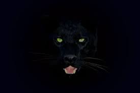 Check spelling or type a new query. White Leopard Wallpapers Top Free White Leopard Backgrounds Wallpaperaccess