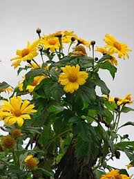 Image result for Tithonia diversifolia