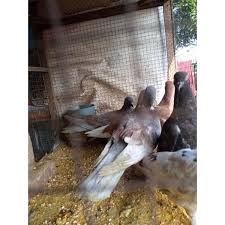 Apr 27, 2021 · january 26, 2021 aku yang tidak kau ini itu dan di anda akan apa dia saya kita untuk mereka ada tahu dengan bisa dari tak kamu kami adalah ke ya orang tapi harus pergi baik dalam sini seperti hanya ingin sekarang semua saja sudah jika oh apakah jadi satu jangan notes 1) this list was created using public/free Harga Merpati Terbaik Agustus 2021 Shopee Indonesia