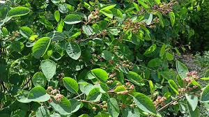 Image result for indiánská borůvka obrázek