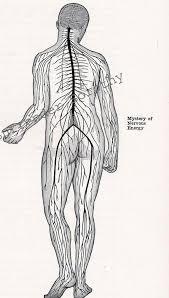 Simple labeling activity of the nose yahoo image search results. Brain Nervous System Posterior View Human Vintage Anatomy Etsy Brain Nervous System Litho Print Human Nervous System