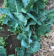 Broccoli 4 fotos 1 palabra | sigue nuestras indicaciones para ahorrar tiempo y dinero. Food Gardening In Massachusetts 2020 Vol 1 12 Umass Center For Agriculture Food And The Environment
