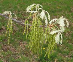 Dec 10, 2018 · oak trees are monoecious, which means each tree produces male and female flowers. White Oak