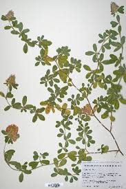 Image result for Trifolium isthmocarpum