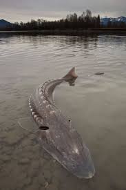 I'm working on some more… Saving Sturgeon Hakai Magazine