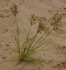 Image result for Fimbristylis aphylla