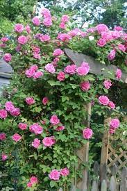 How To Grow A Zephirine Drouhin Rose An Heirloom Rosebush Zephirine Drouhin Rose Climbing Roses Climbing Roses Trellis