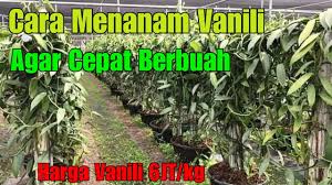 Apakah anda berencana untuk budidaya vanili? Cara Menanam Vanili Agar Cepat Berbuah Youtube