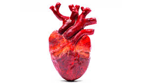 Image result for Cardiomyopathy