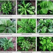 The genus brassica is known for its important agricultural and horticultural crops and also in. 2 Plant Morphological Diversity Of Brassica Wild Species Download Scientific Diagram
