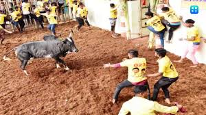 Seven dead, over 400 injured in Jallikattu bull taming events across Tamil Nadu