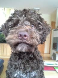 Sie wachsen bei uns im wohnzimmer. Lagotto Romagnolo Kleiner Italiener Mit Ziemlich Grossem Potenzial Zum Herzensbrecher Crazy Dog Fred Hundeschule Sabine Meixner