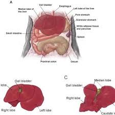 Liver diagram illustrations & vectors. 1 Anatomy Of The Mouse Liver A Position Of The Liver In The Cranial Download Scientific Diagram