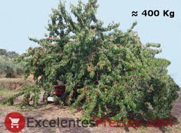 Maybe you would like to learn more about one of these? Sweet Cherry Tree Varieties Types Of Cherry Best Cherries
