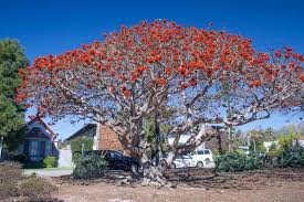 Image result for Erythrina × coddii