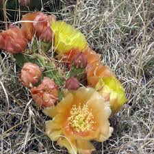 The springtime bloom was created by rains earlier this year, contributing. California Super Bloom 2021 Everything You Need To Know Mk Library
