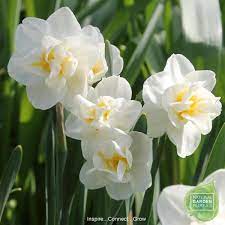 Top 10 Daffodils For Your Yard And Garden National Garden Bureau Fragrant Flowers Bulb Flowers Narcissus Flower