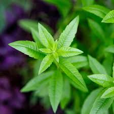 Image result for Aloysia citrodora