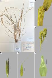 Image result for Agrostis quinqueseta