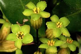 Image result for Peddiea