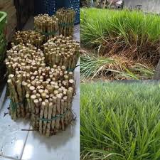 Untuk menanam atau membudidayakan rumput gajah sangat mudah , karena tanaman ini mudah tumbuh di segala tempat dan tahan dengan cuaca panas serta. Bibit Rumput Odot Kemasan 1kg Pakan Ternak Shopee Indonesia