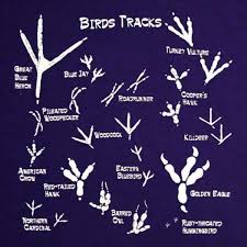 Guide To Bird Tracks Infographic Bird Footprint Nature Study Bird Of Prey Tattoo