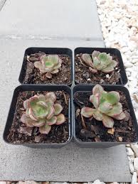 If not, you can how to propagate an echeveria 'black prince' from pups or offsets: Leaf Pup Home Facebook