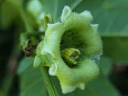 Image result for Cayaponia