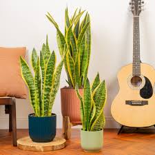 Image result for Asplenium laurentii