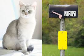 Deceased Cat Gets Voter Registration Application in the Mail
