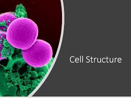 Grade 9 understanding for igcse biology 2.21 the leaf is the organ in a plant specially adapted for photosynthesis. Cell Structure Teaching Resources Cell Structure Animal Cell Cell Wall