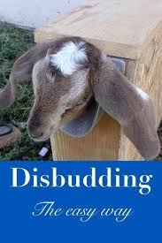 Disbudding Kids Easy And Quick Goat Care Goat Farming Raising Goats