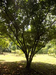 Image result for Caloncoba