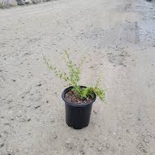 Image result for Gomphostigma