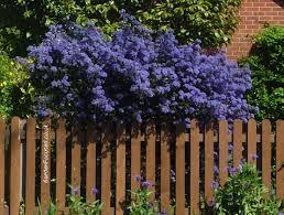 April and may are the peak periods for tree blossom, during which time the majority of flowering, ornamental cherry trees this is a medium tree, growing eventually to a height of up to 12m. Expert Advice On Growing Ceanothus In The Uk