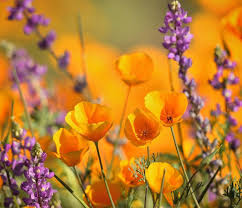 Several species of fragrant flowering herbs grow well in sandy soils as well as dry areas and drought conditions. These Flowers Will Do Best In Your Garden In The Great State Of Ohio