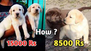Maybe you would like to learn more about one of these? Labrador Puppy Price Difference Low Price Of Labrador Puppies Youtube