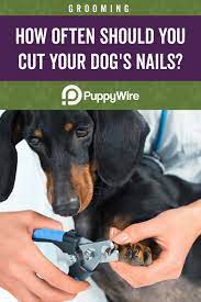 Pin On Dogs