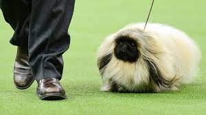 2020 westminster dog show rewind. What Channel Is The Westminster Dog Show On Today Time Tv Schedule For 2020 Competition Sporting News