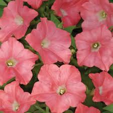 Go big or go home, right!?! Easy Wave Spreading Petunia Coral Reef Flower Seeds