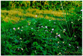 Image result for Vigna mildbraedii