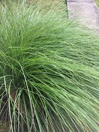 Image result for Eragrostis pallens