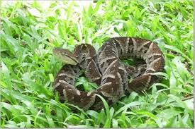 Fer De Lance The Fer De Lance Is The Most Dangerous Snake Of Central And South America These Toxic Snakes Ki South America Animals Animals Dangerous Animals